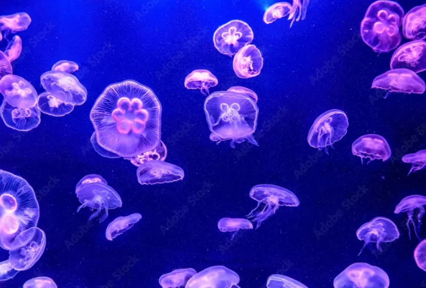 jellyfish.png — Reference photo saved from Google